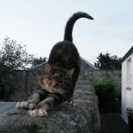 Screenshot_20160222-232644_1