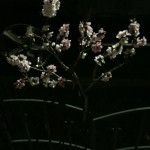 flowersatnight