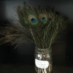 peacock feathers