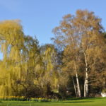 The Neighbour's Garden