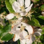 Apple Blossom
