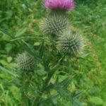 Thistle