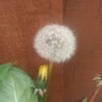 Dandelion Clock
