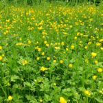 Buttercups