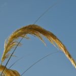 Pampas Grass