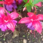 Raindrops on Flowers