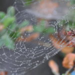 Web