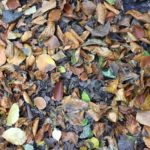 Fallen Leaves