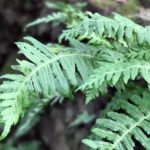 texture, ferns