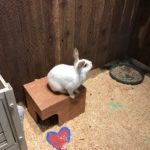 Harvey,rabbit