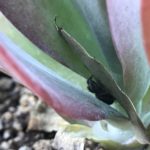 Daring Jumping Spider