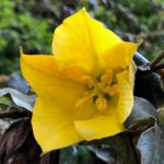 California Flannel Bush