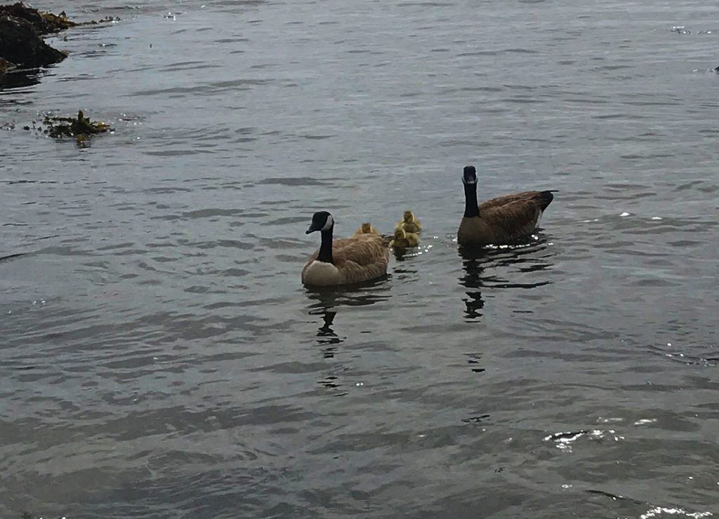 Canadian Geese and goslings