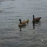 Canadian Geese and goslings