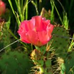 Cactus Bloom