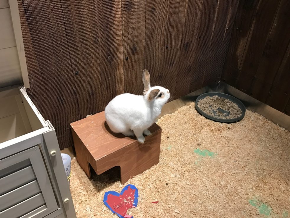 Harvey,rabbit